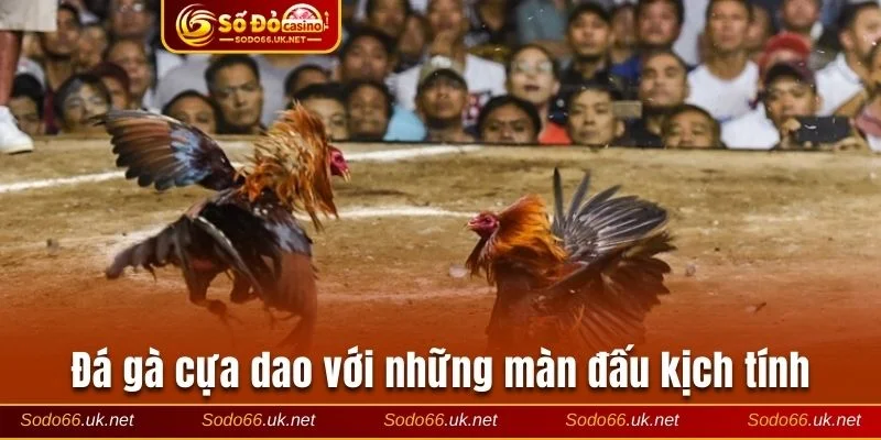 Đá gà cựa dao - Kịch tính đến hơi thở cuối cùng