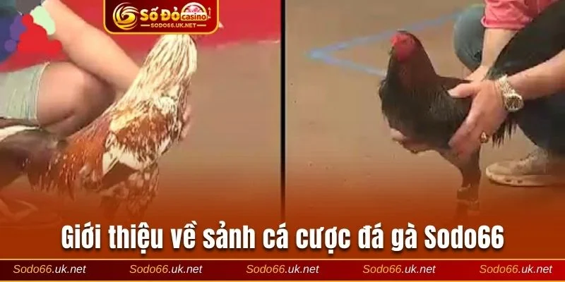 Giới thiệu về sảnh cá cược đá gà trực tuyến Sodo66 