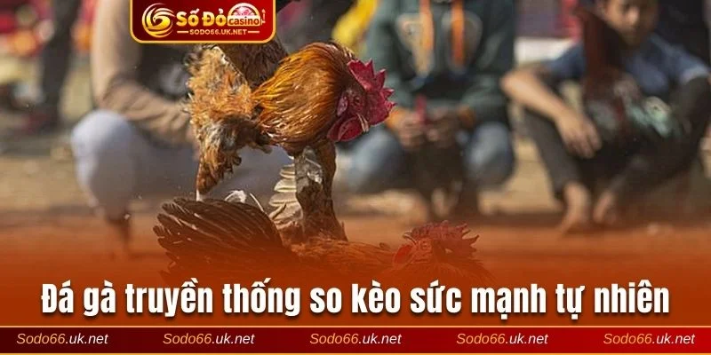 Kê chiến truyền thống - Sức mạnh tự nhiên của chiến kê