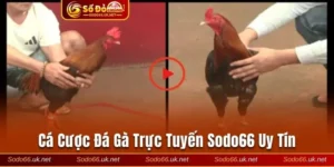 Cá cược đá gà trực tuyến Sodo66