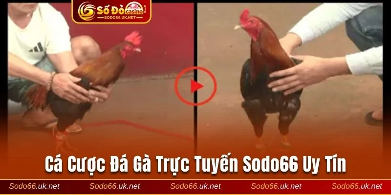 Cá cược đá gà trực tuyến Sodo66