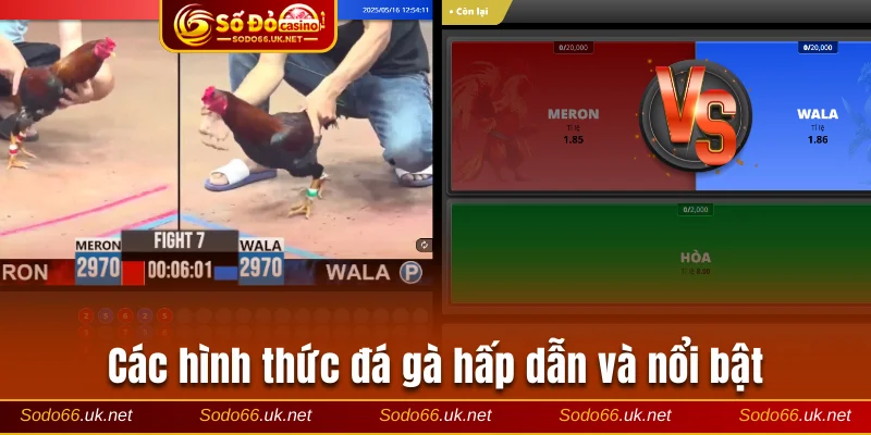 Các hình thức đá gà hấp dẫn và nổi bật
