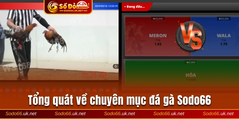 Tổng quát về chuyên mục đá gà Sodo66